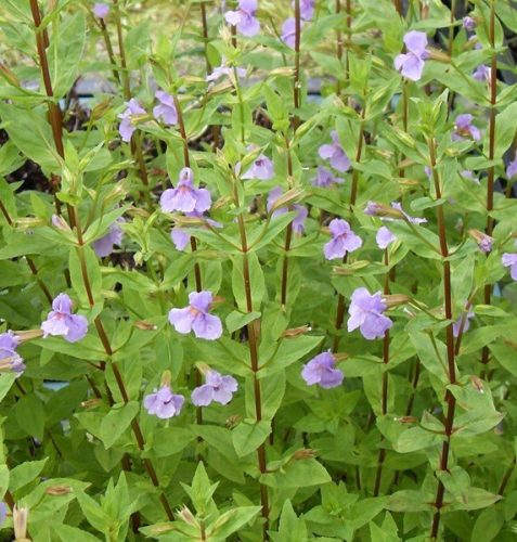Mimulus ringens