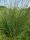 Juncus inflexus
