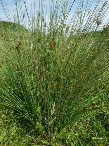 Juncus inflexus