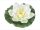 Floare de nufăr, Floare de nufăr alb plutitoare, Floare de nufăr alb plutitoare 1