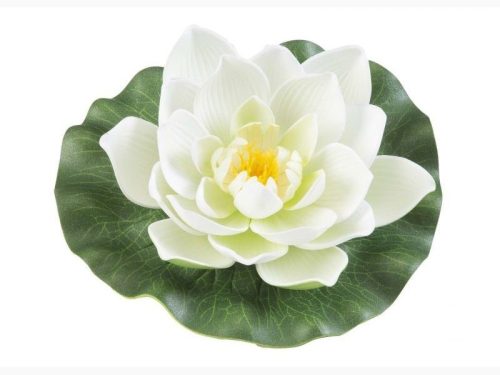 Floare de nufăr, Floare de nufăr alb plutitoare, Floare de nufăr alb plutitoare 1