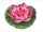 Floare de lotus, Floare de lotus culoare fucsia, Floare de lotus culoare fucsia p