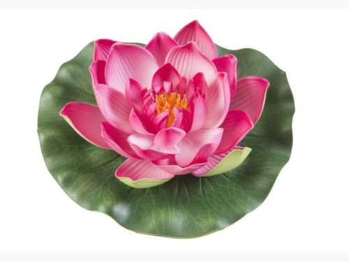 Floare de lotus, Floare de lotus culoare fucsia, Floare de lotus culoare fucsia p
