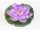 Floare de nufăr, Floare de nufăr roz plutitoare, Floare de nufăr roz plutitoare 1