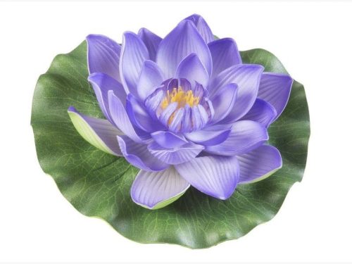Floare de nufăr, Floare de nufăr violet, Floare de nufăr violet plutitoar