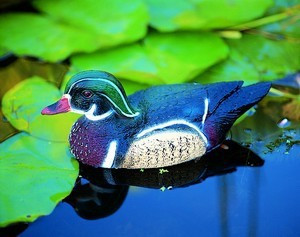 vand figuri de animal, animal salbatic vanzare, vand rata masculin, Rata Carolina mascul 30cm