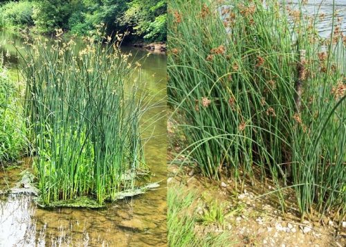 Scirpus lacustris