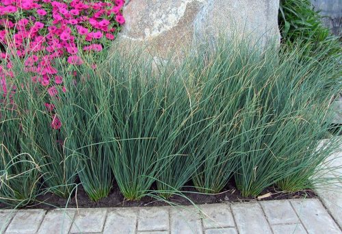 Juncus effusus