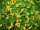 Lysimachia nummularia