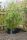 Protector radacina HDPE 70 cm x 5 m 1,2 mm grosime