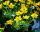 Caltha-palustris