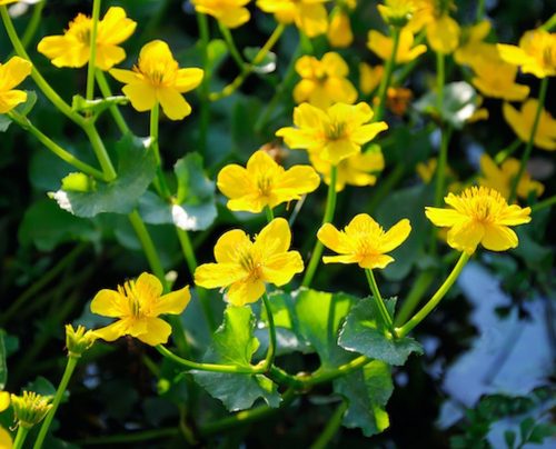 Caltha-palustris