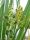 Sparganium erectum