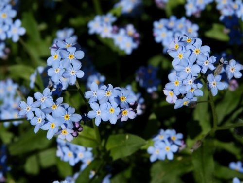 Myosotis palustris
