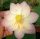 nelumbo, lotus, Nelumbo 'Love Bird' lotus