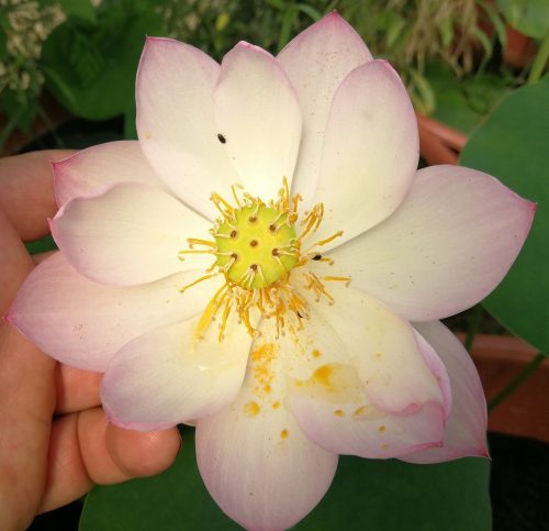 nelumbo, lotus, Nelumbo 'Love Bird' lotus