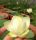 nelumbo, lotus, Nelumbo 'Baby Yellow' lotus