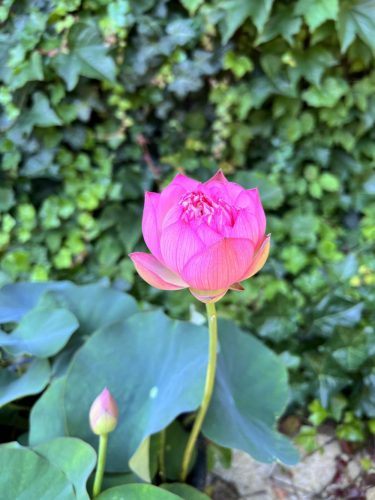 nelumbo, lotus, Nelumbo 'Dancing Pink Butterfly