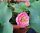 nelumbo, lotus, Nelumbo 'Frist Fall' lotus