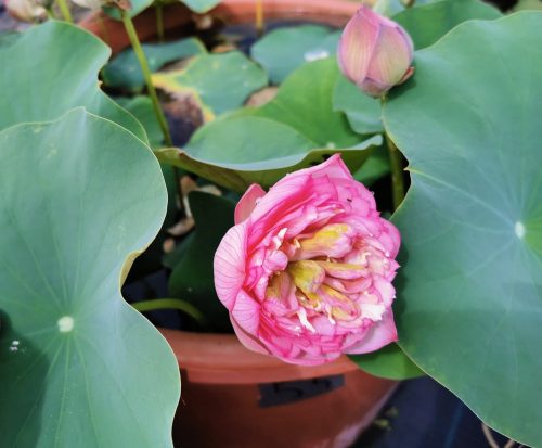 nelumbo, lotus, Nelumbo 'Frist Fall' lotus