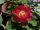 nelumbo, lotus, Nelumbo 'Love Bird' lotus