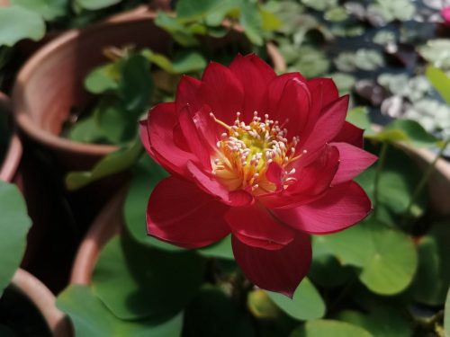 nelumbo, lotus, Nelumbo 'Love Bird' lotus