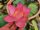 nelumbo, lotus, Nelumbo 'Frist Fall' lotus