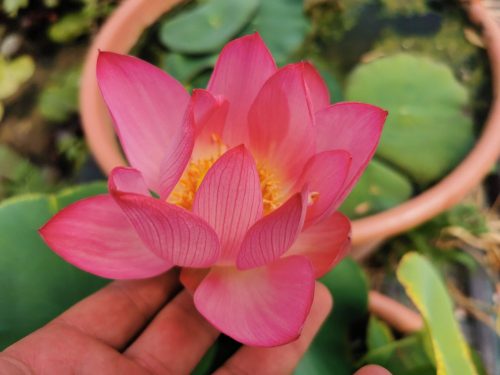 nelumbo, lotus, Nelumbo 'Frist Fall' lotus