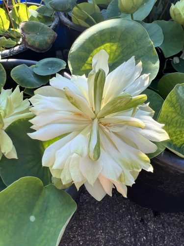 nelumbo, lotus, Nelumbo 'Love Bird' lotus