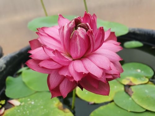 nelumbo, lotus, Nelumbo 'Red Kapok'