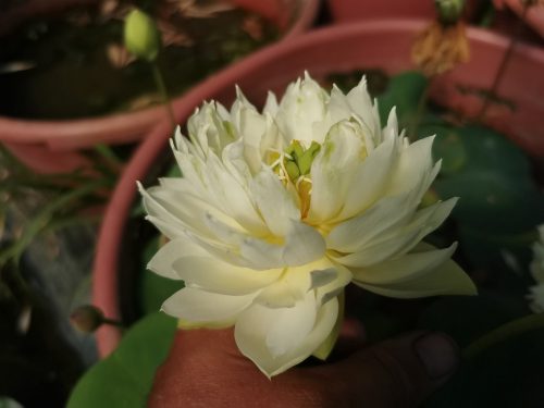 nelumbo, lotus, Nelumbo 'Shu Yue' lotus, Nelumbo 'Shu Yue'