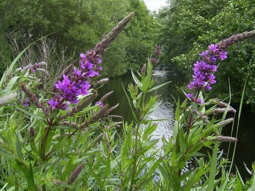 LYTHRUM virgatum