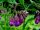 Symphytum Nigra