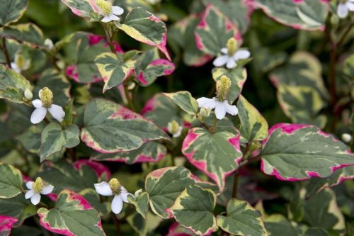 Houttuynia cordata Chameleon
