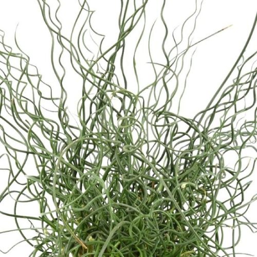 Juncus effusus Spiralis
