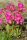 Primula rosea