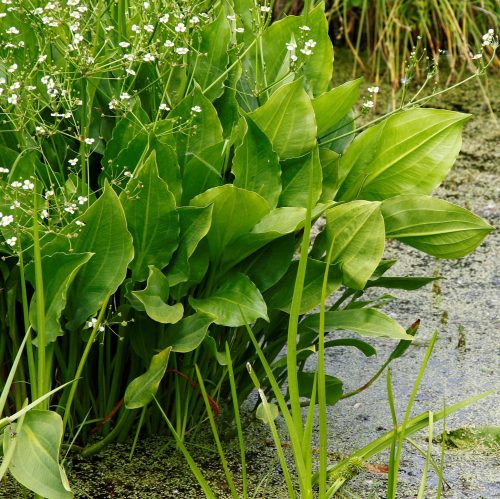 Alisma plantago-aquatica