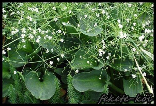 Alisma parviflora