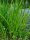 Acorus Calamus