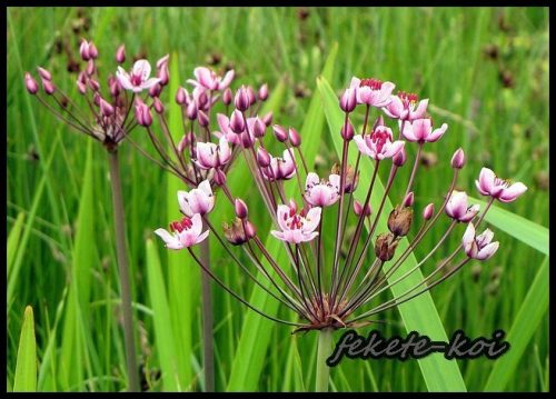 Butomus umbellatus