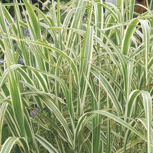 Glyceria maxima Variegata