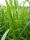 Glyceria maxima