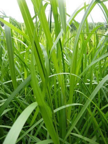 Glyceria maxima