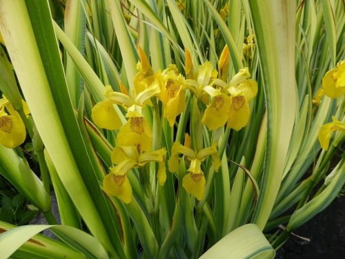 Íris pseudacorus variegata