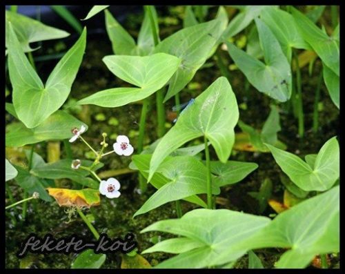 Sagittaria sagittifolia