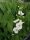 Sagittaria latifolia