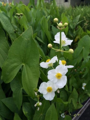 Sagittaria latifolia