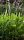 Thalia dealbata