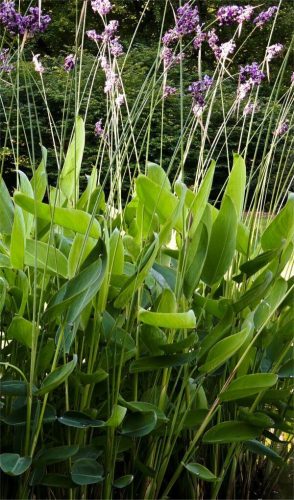 Thalia dealbata