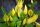 Lysichiton camtschatcensis yello